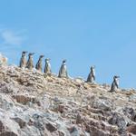 Ballestas Islands