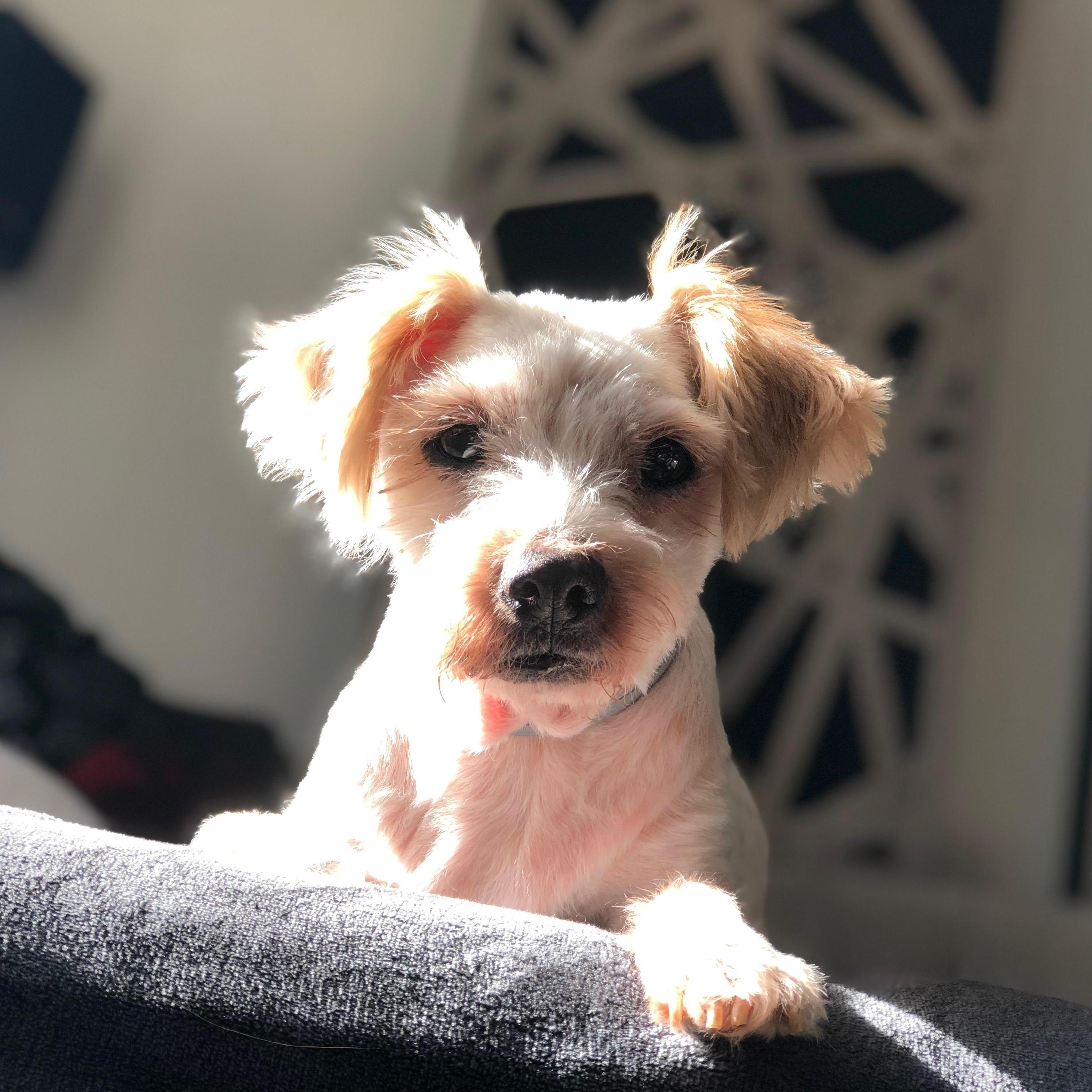 Our fur-baby, Ziggy!