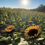 Chesterfield Berry Farm