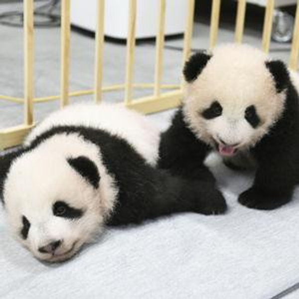 Seeing Pandas in Tokyo