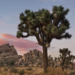 Joshua Tree National Park