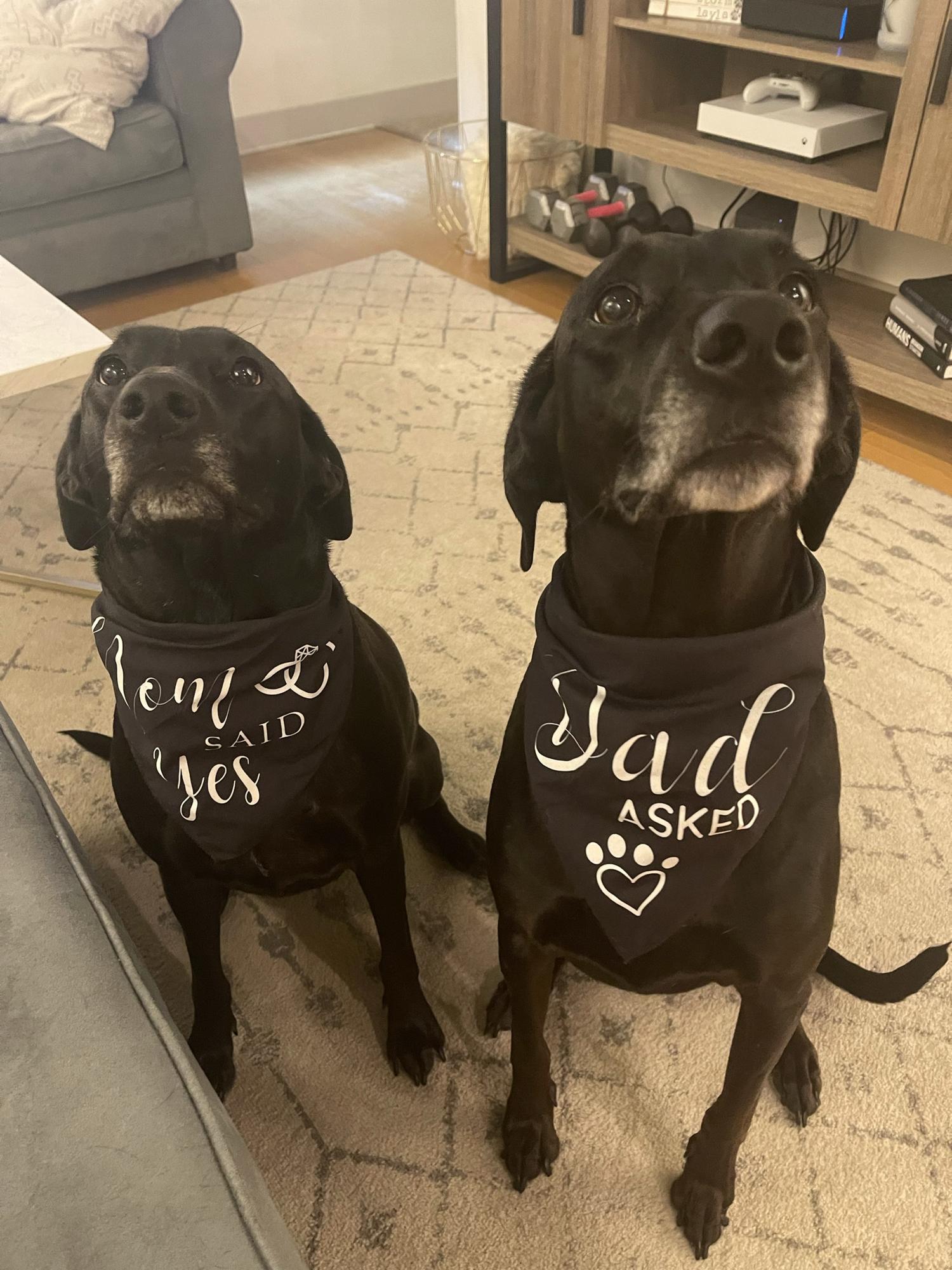 Our little pups approve