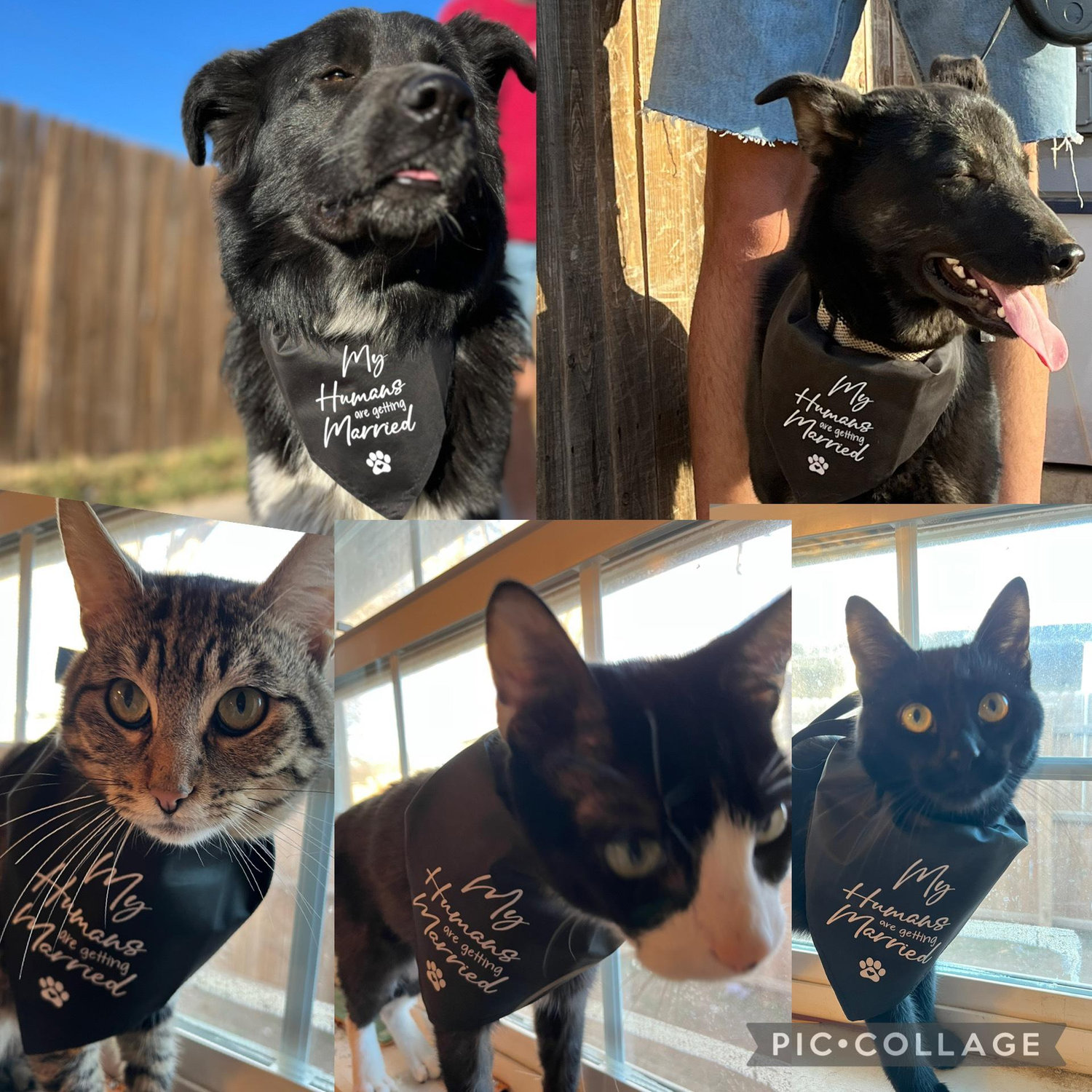 Pet Engagement Photos!