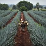 Tequila (1h from Guadalajara)