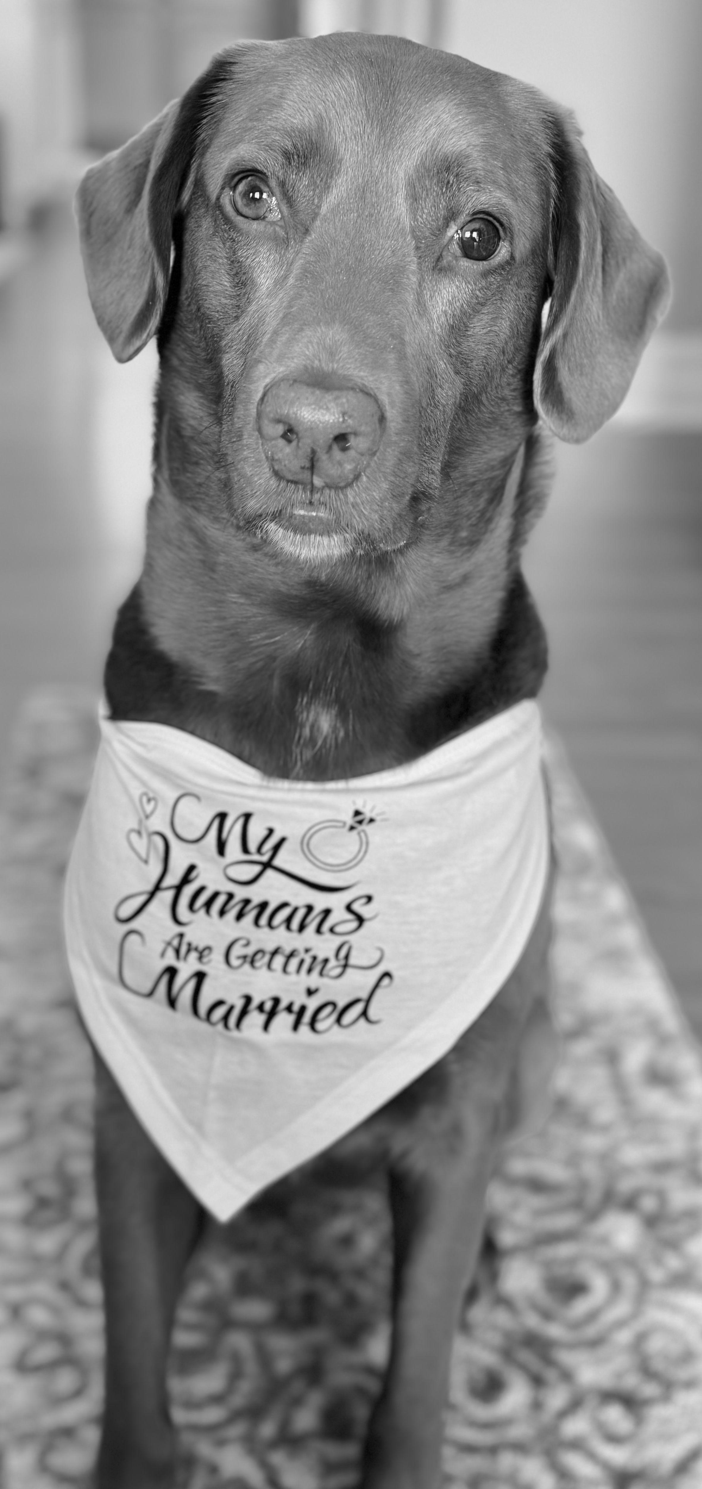 The Wedding Website of Jennifer Baker and Chris Harris