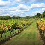 4JG Orchards & Vineyards