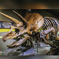 Buffalo Museum of Science
