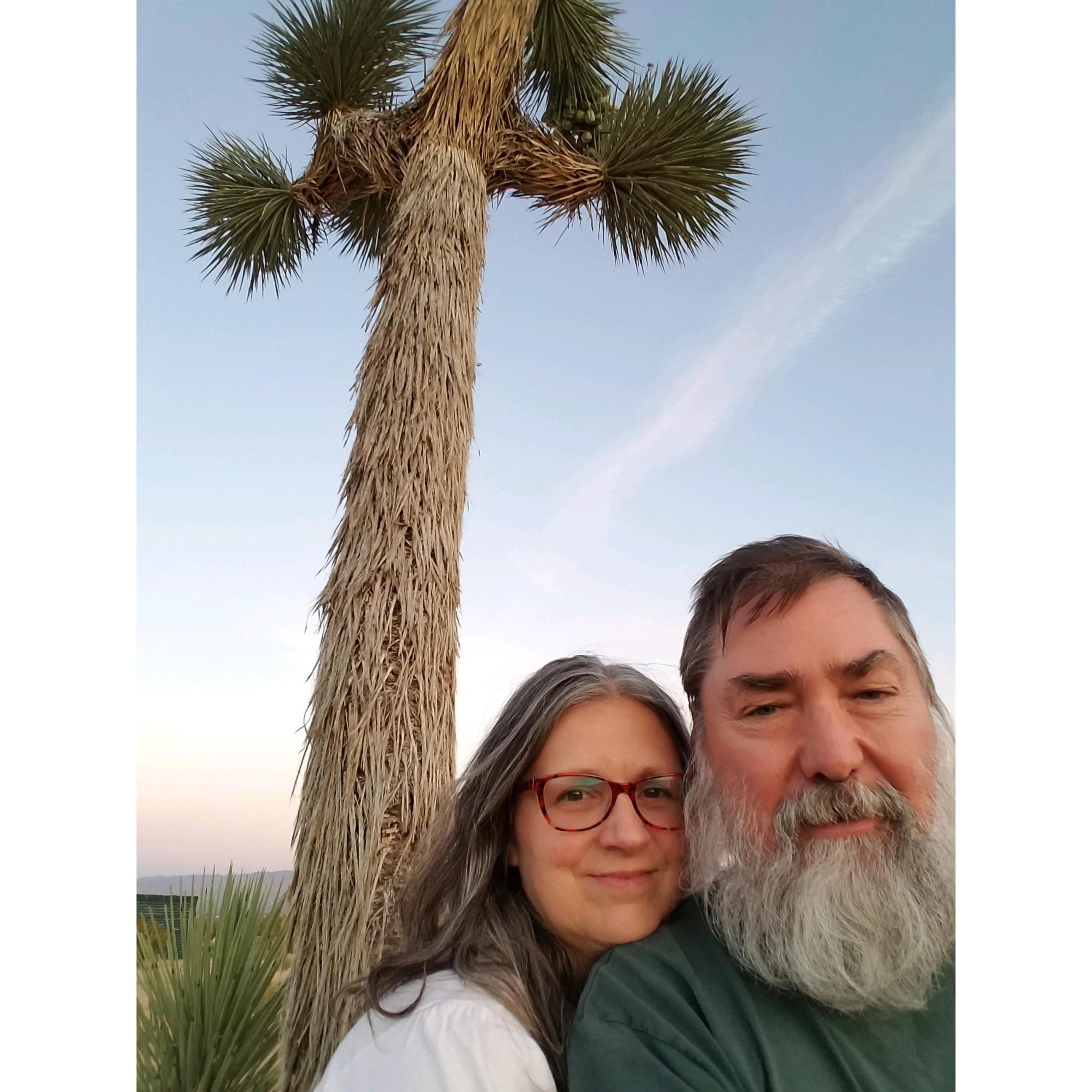 An adventure in the Mojave Desert together. Joshua tree forests tell a story of survival, resilience, and beauty borne through perseverance.