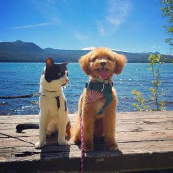 Daisy and Moo Moo's Treats Fund