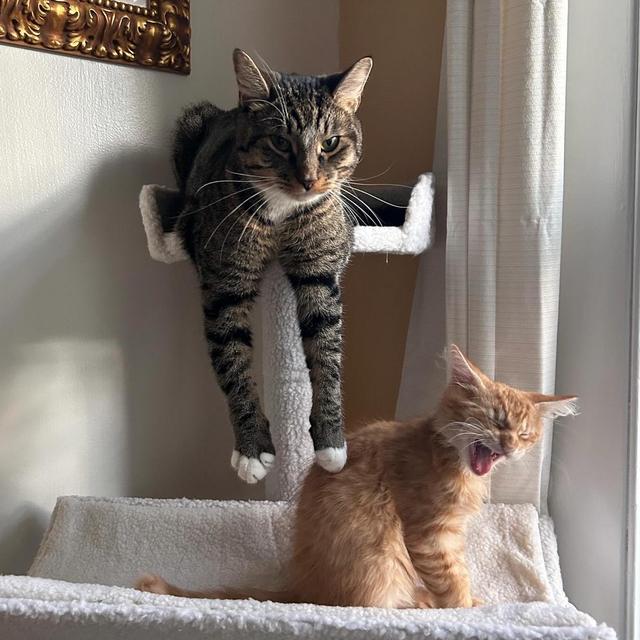 Remy and Luca’s Treats and Toys