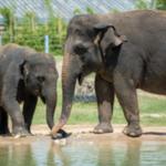 Houston Zoo