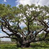 The Big Tree