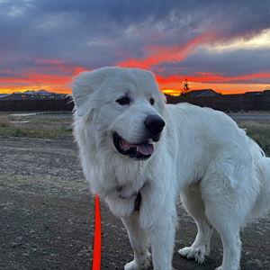 Yeti's Toy Fund