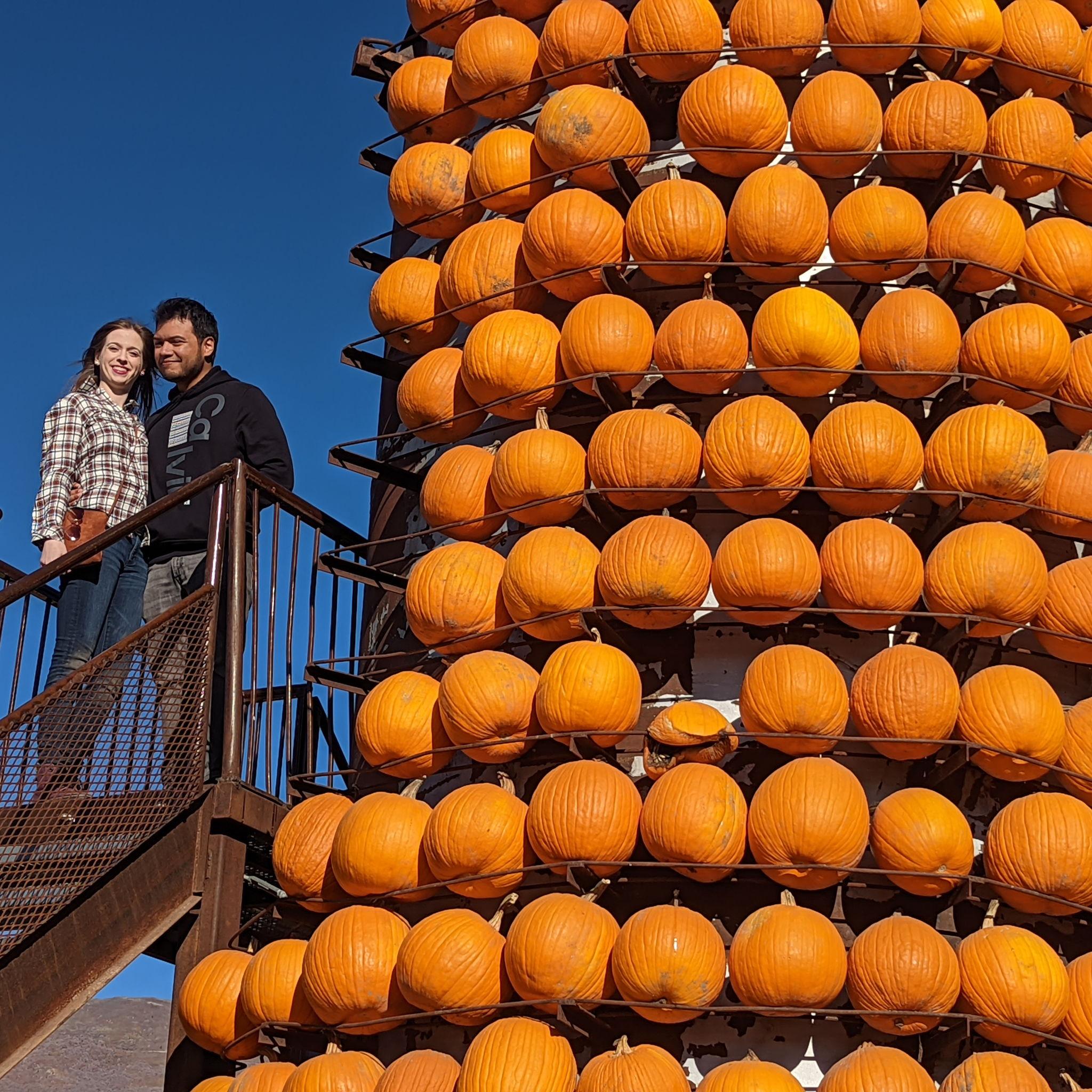 Picking pumpkins!