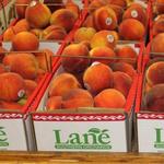Lane Southern Orchards