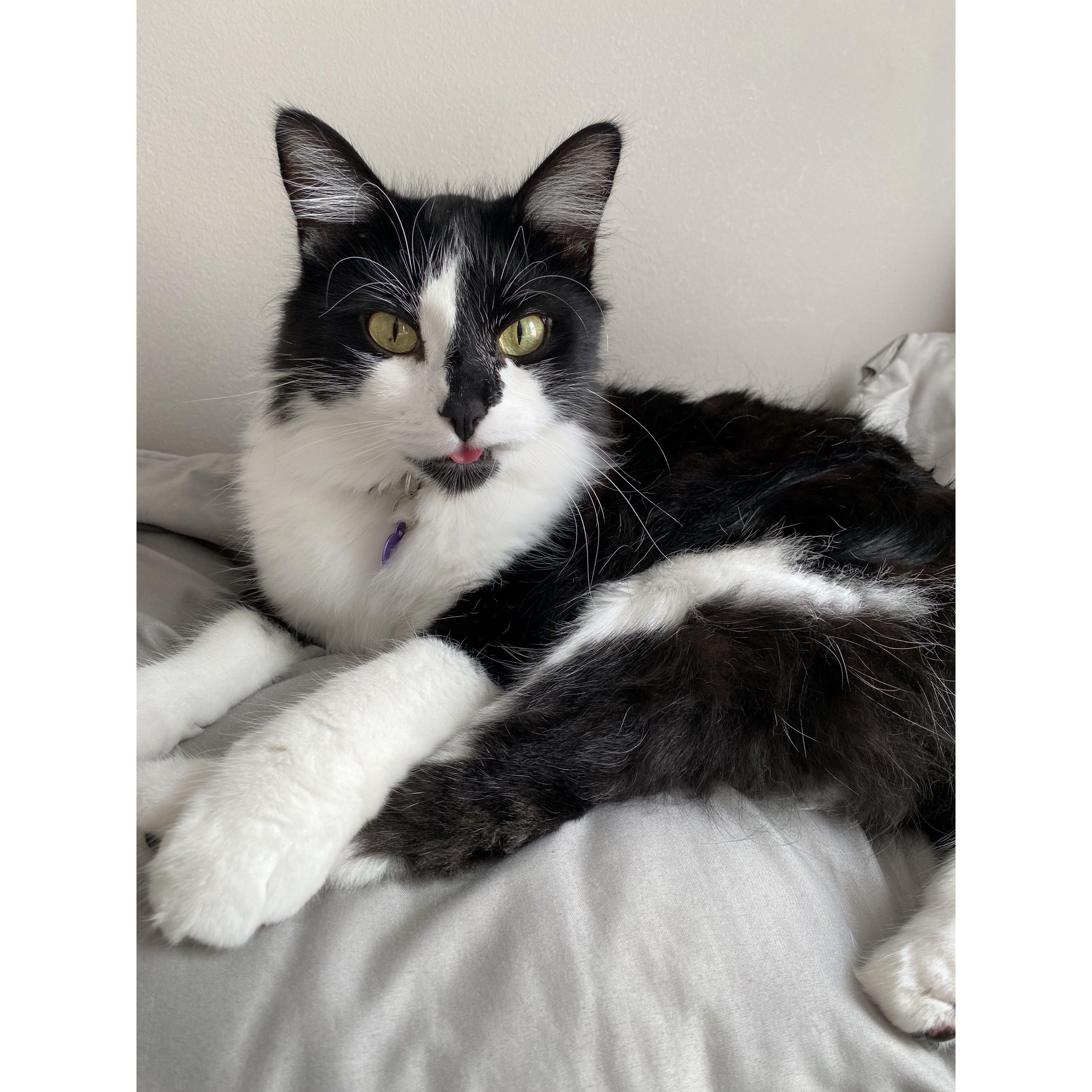 Kovu
