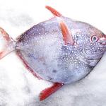 El Pescador Fish Market