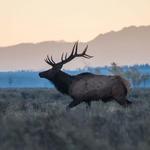 Wildlife Viewing in Grand Teton National Park
