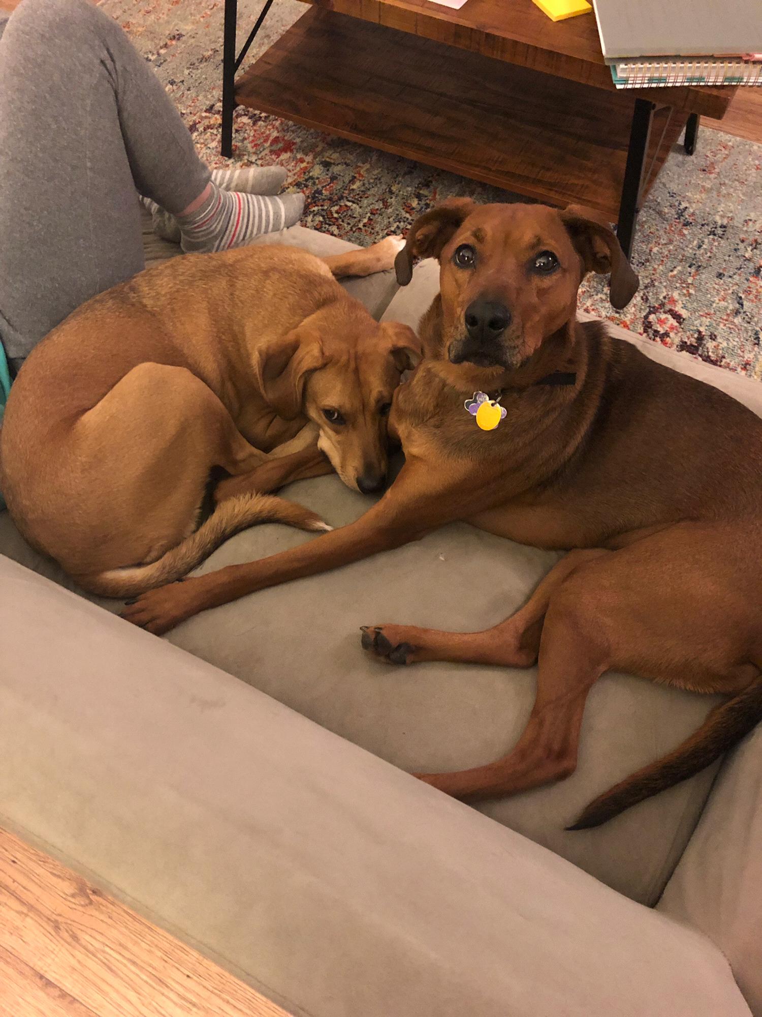 Lily (left) and Lola (right) are actual sisters.  Born of the same mother but different litters!