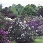 Lilac Festival