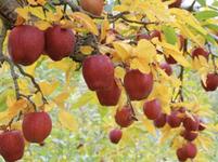 Porter's Orchard