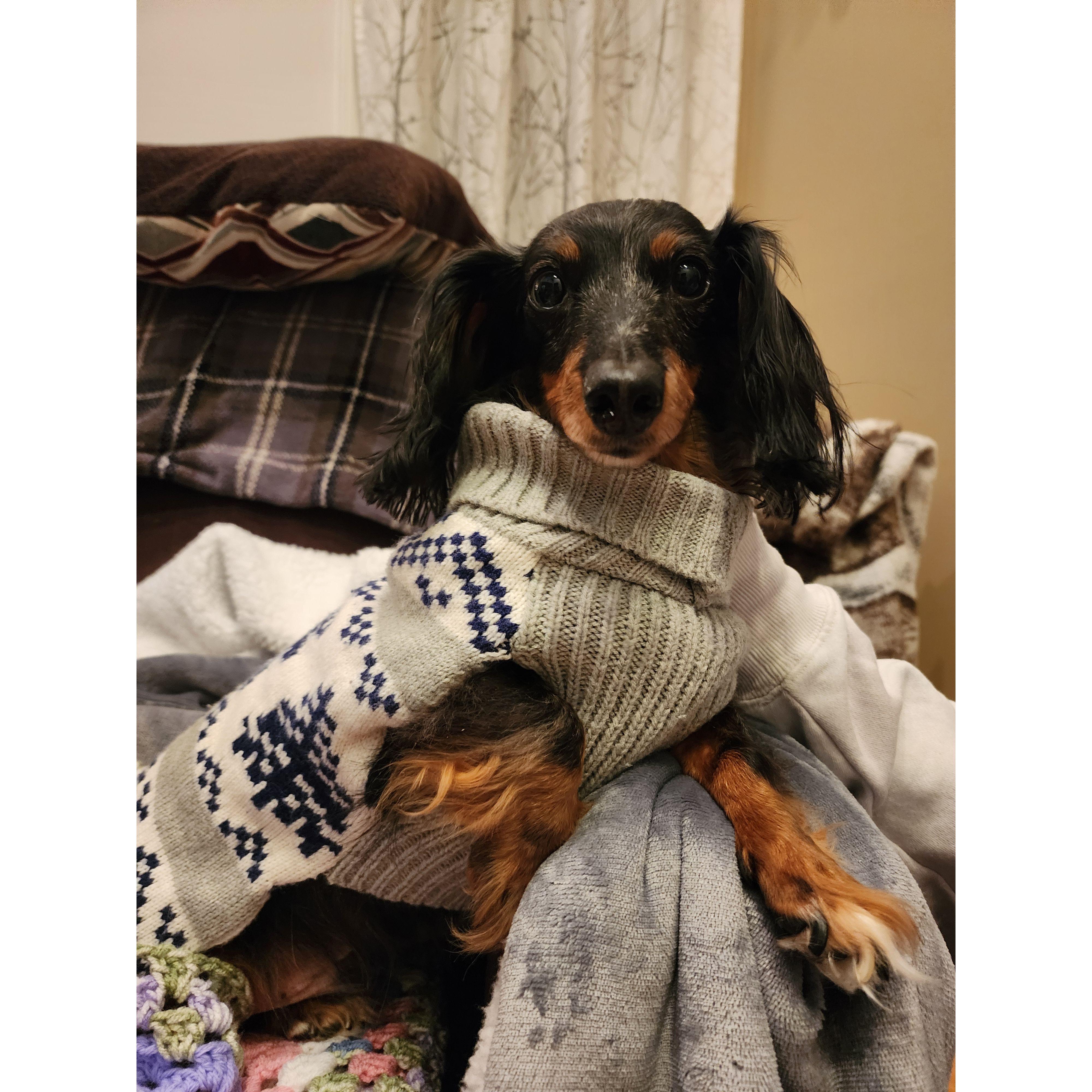 Our weiner dog Copper