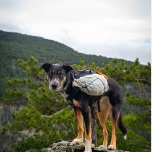 Trail light dog backpack
