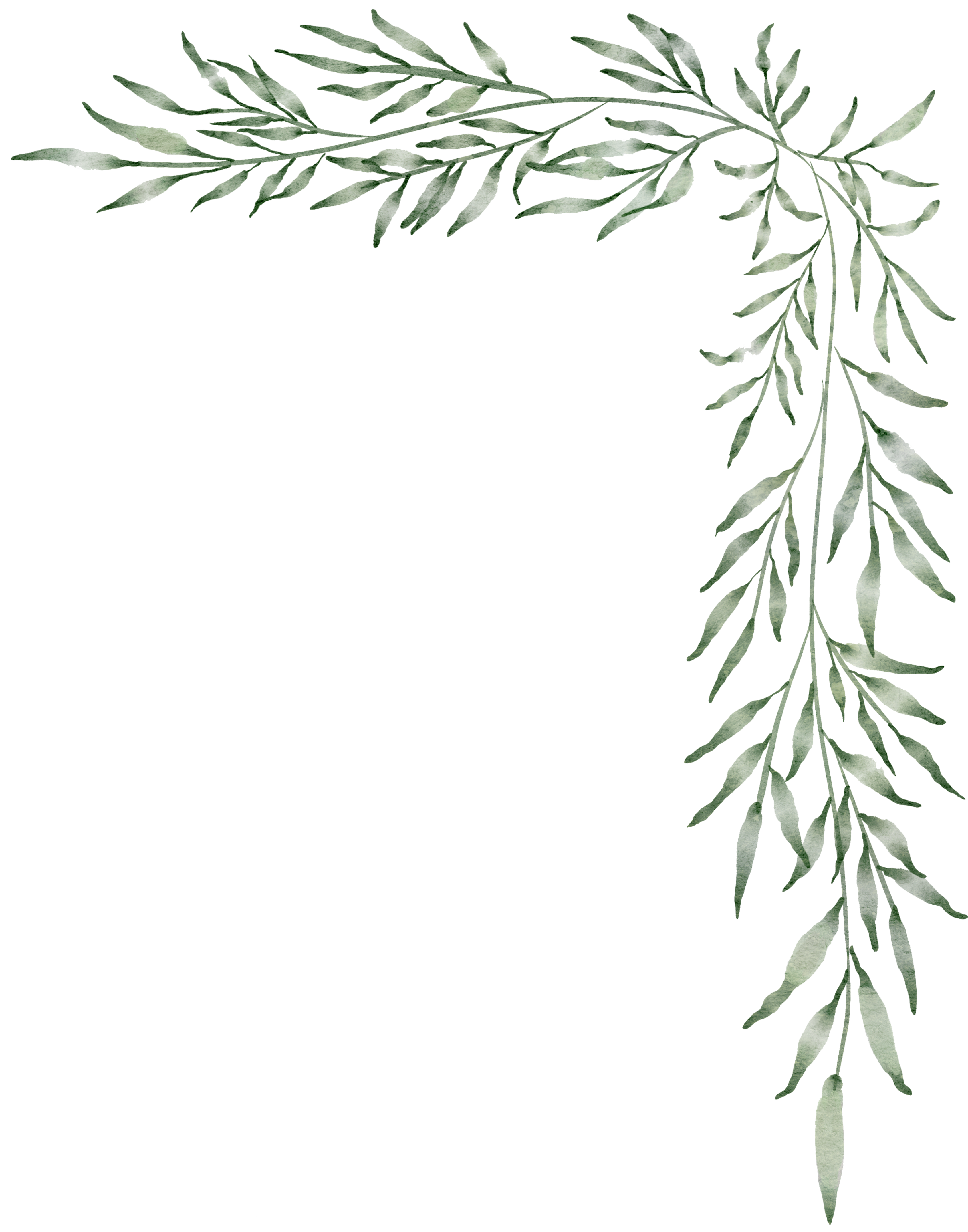 leaves