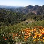 Los Padres National Forest