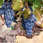 Wente Family Vineyards Tasting Lounge