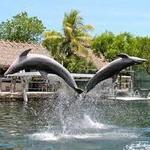 Dolphins Plus