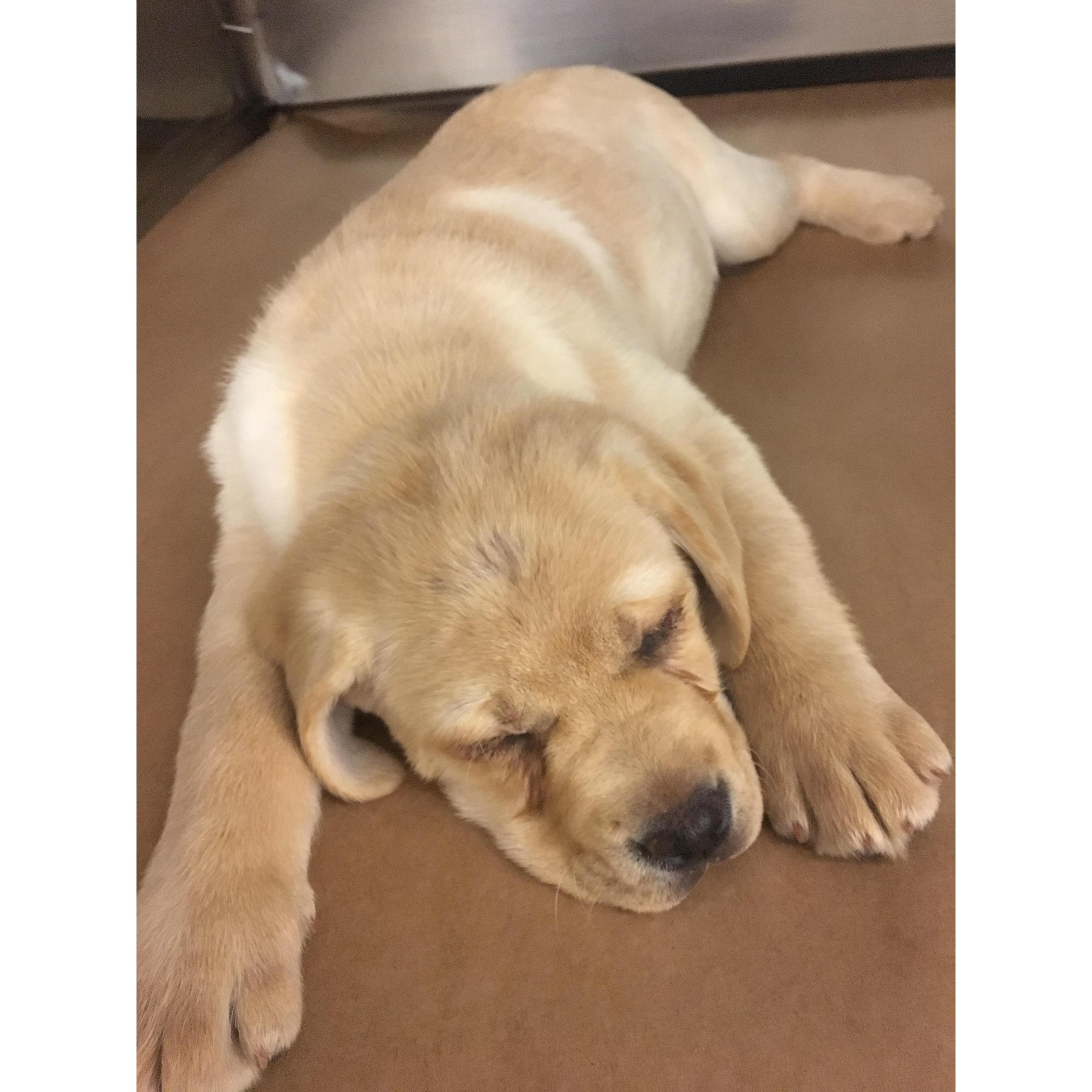 We got a puppy!