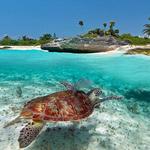 Sea Turtle Watching