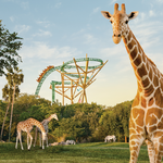 Busch Gardens Tampa Bay