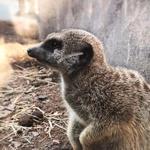 Cheyenne Mountain Zoo