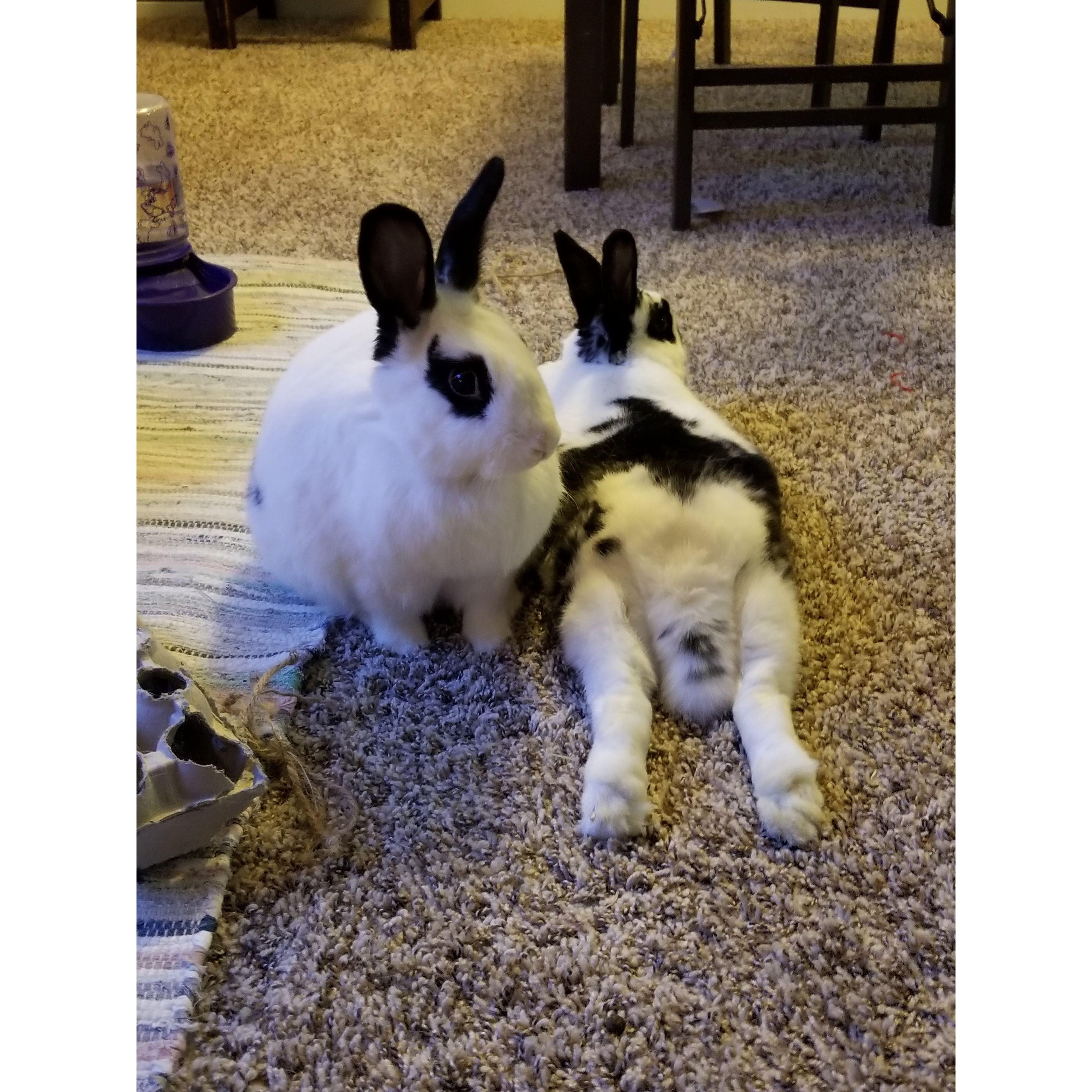 Yakko and Wakko at their finest. 