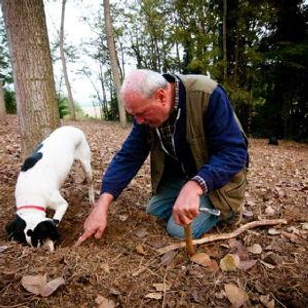 Truffle Foraging in Salento, Italy