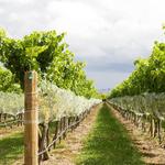 Newport Vineyards