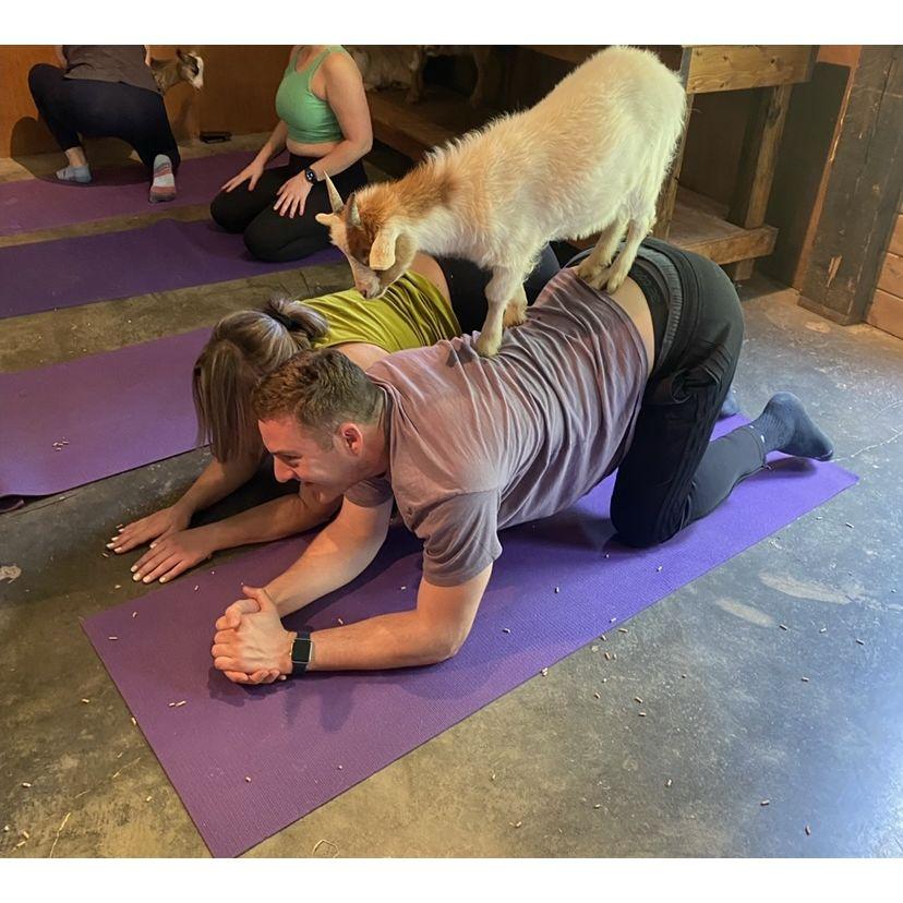 The goat yoga is unbeatable in Asheville, NC!