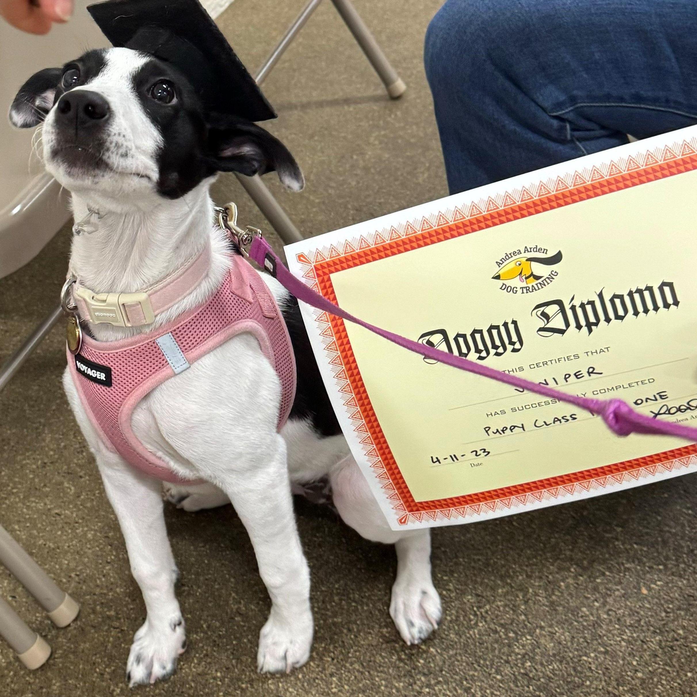 2024 - Juniper's puppy graduation