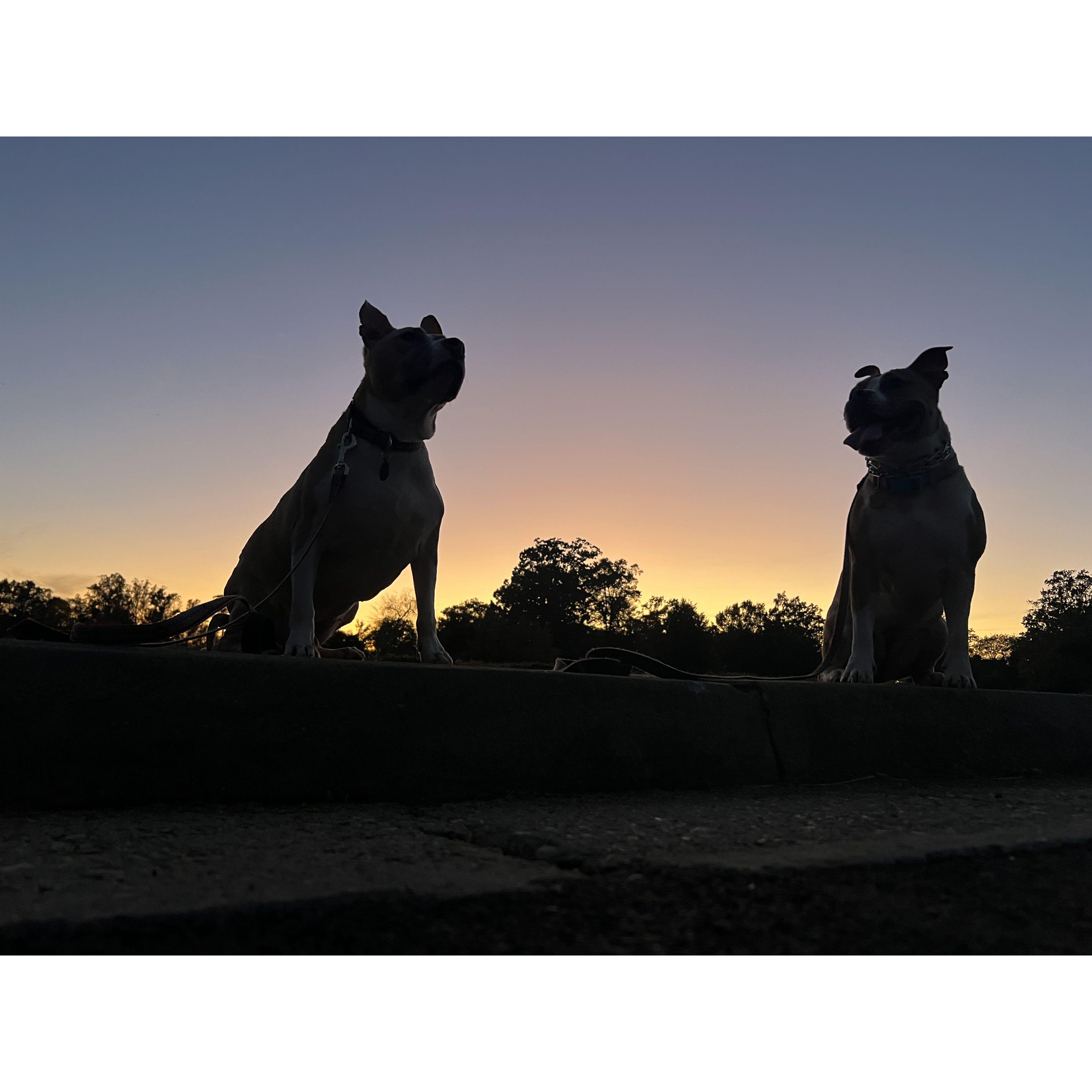 daisy and calypso