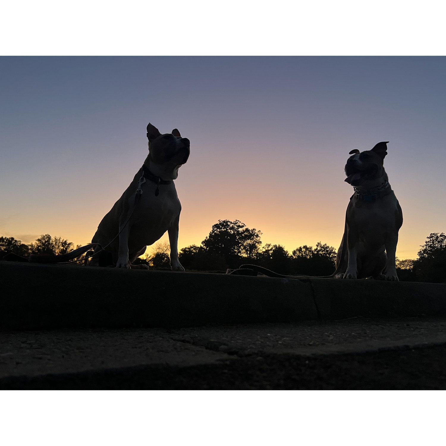 daisy and calypso