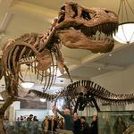 American Museum of Natural History & New York City