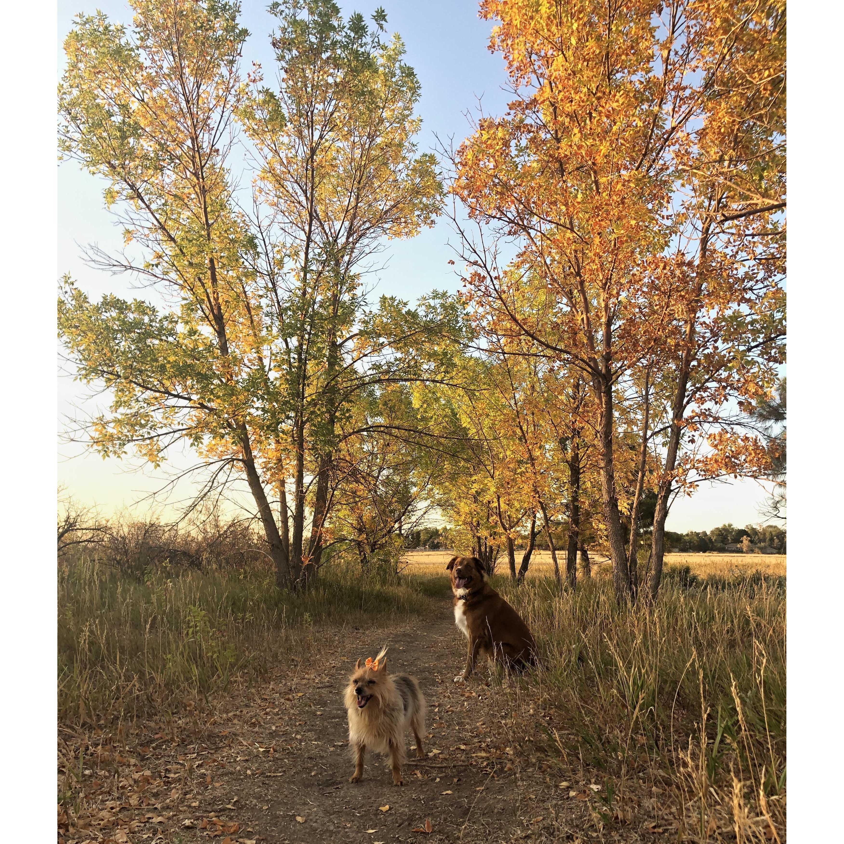 Juicy and Zelda at their favorite dog park - Fall 2020