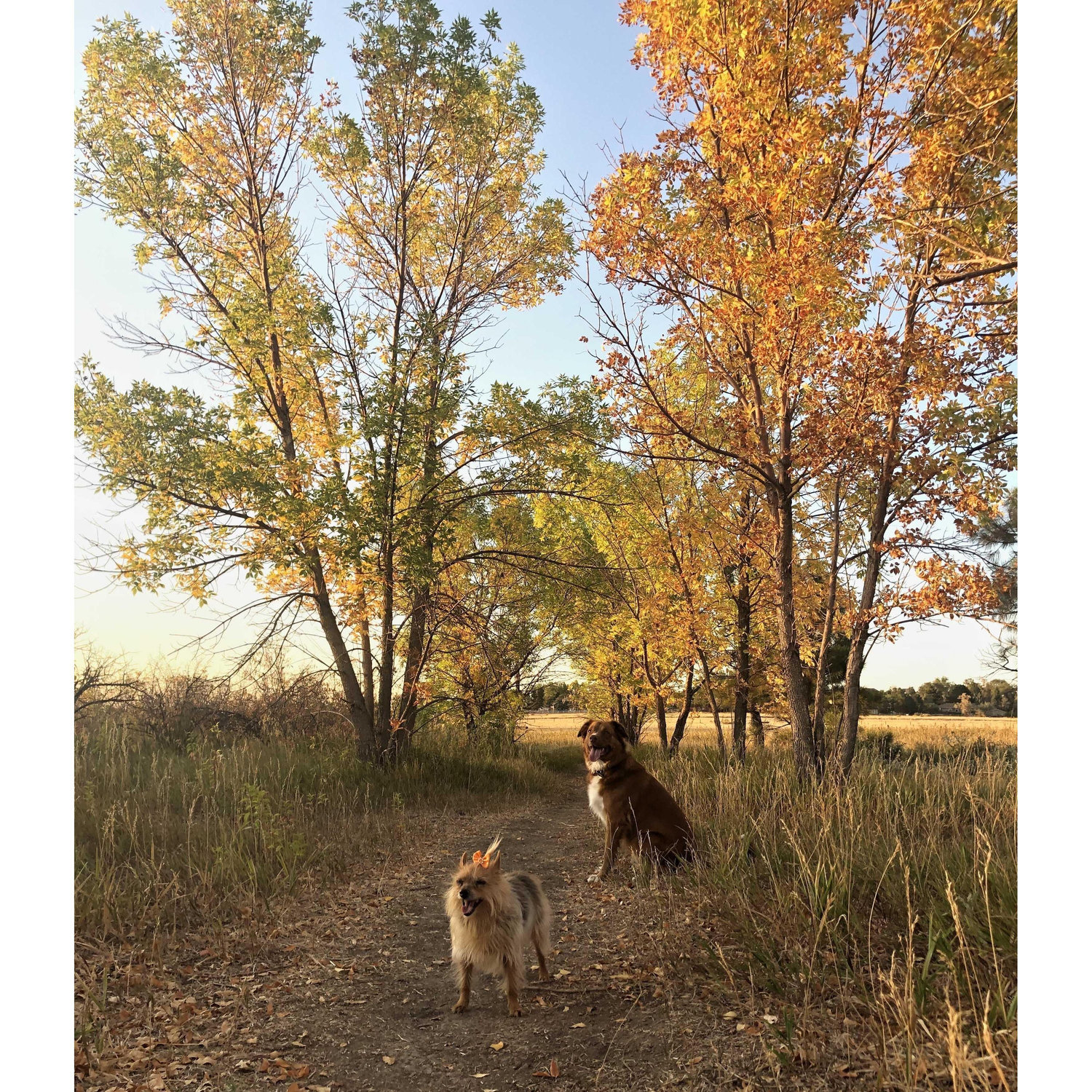 Juicy and Zelda at their favorite dog park - Fall 2020