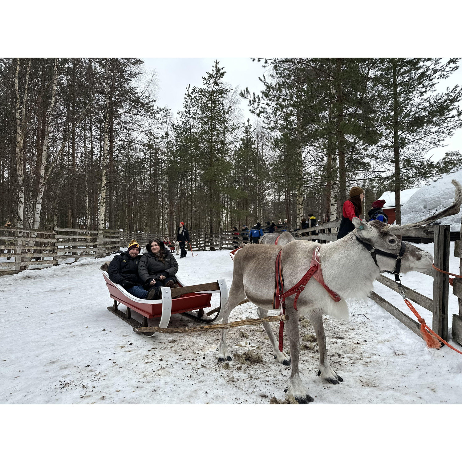While in Rovaniemi, Finland we got to take a ride with this reindeer!
