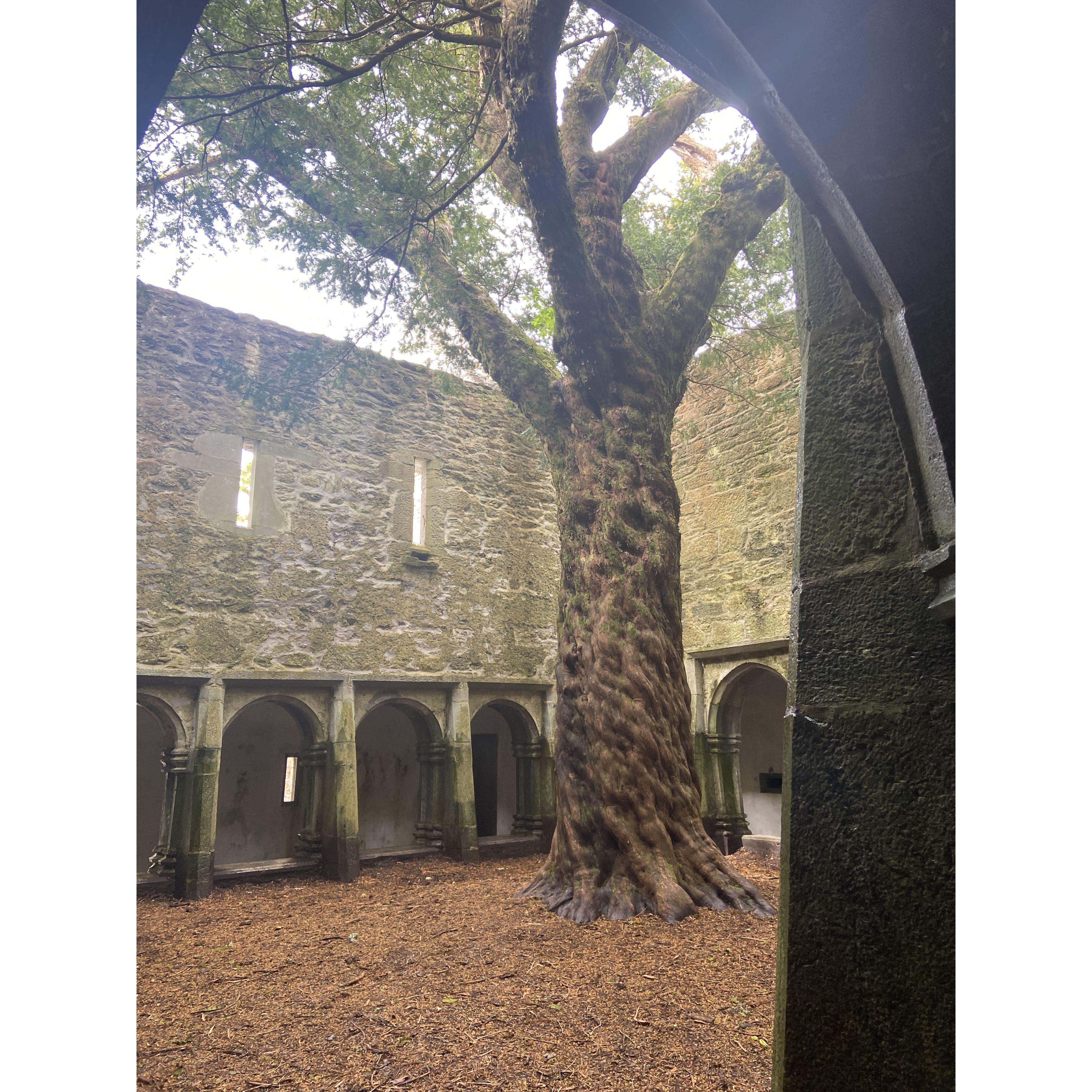 The Ancient Yew Tree found in Muckross Abbey. Killarney 4/11/24