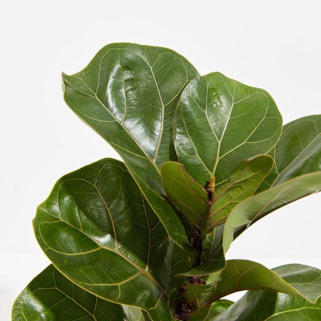 Fiddle Leaf Fig