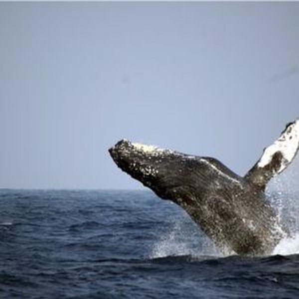 Whale watching in Kerama