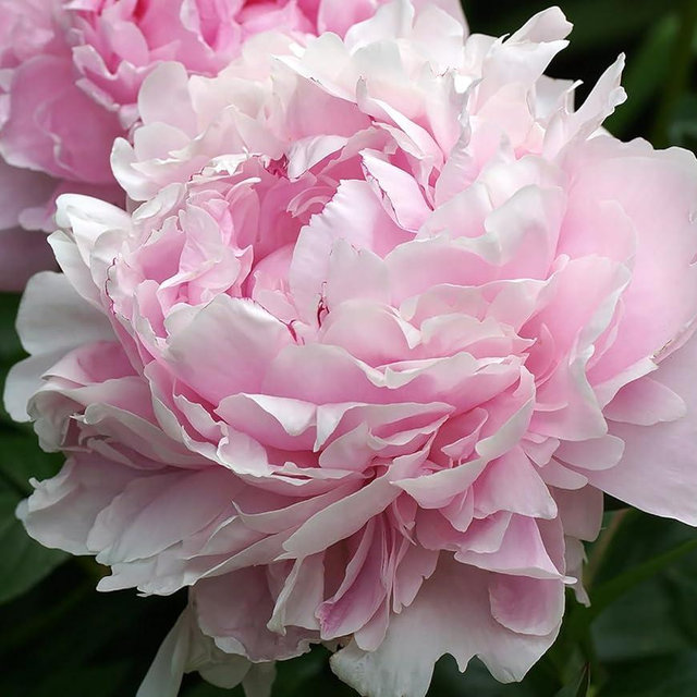 Sarah Bernhardt Double Pink Peony - Bare Root | Premium Peony Bulbs & Live Plants for Planting